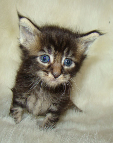     Catsvill County!   !    !       !!!    Catsvill County +7-926-544-74-09     .   ,   ,   ,    ,   ,  ,     ,   -,    ,   !